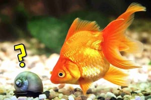 Do Goldfish Get Lonely Living Alone?