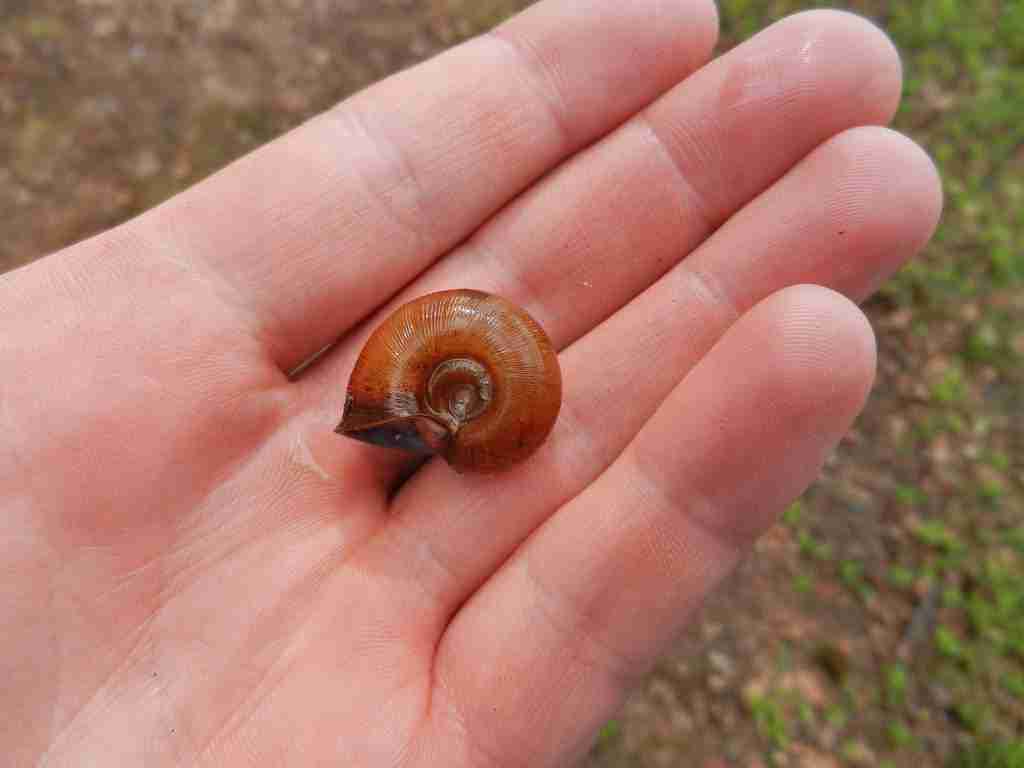 Ramshorn-Snail