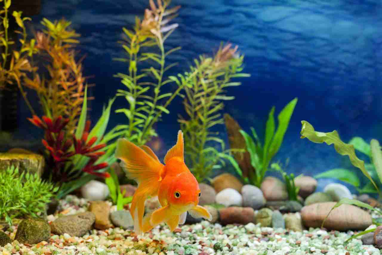 Do Goldfish Lay Eggs? What They Look Like?