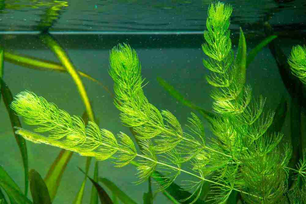 Hornwort Plant Natural For Betta Tanks