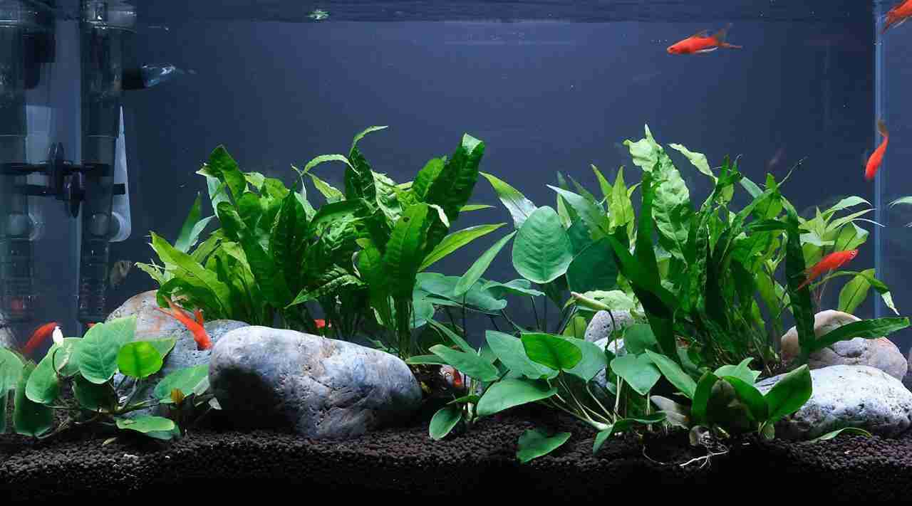 Top 5 Aquarium Plants To Reduce Ammonia