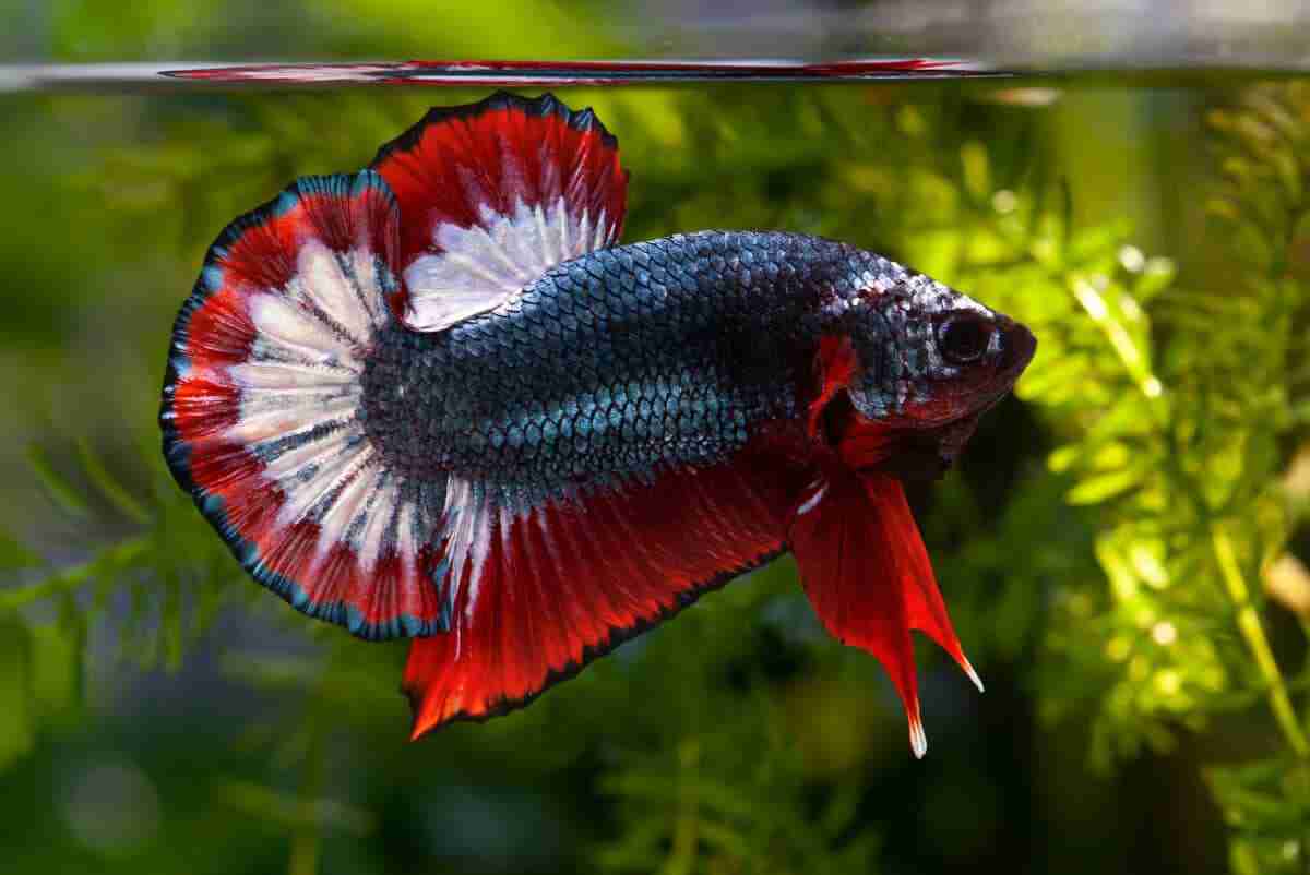 Tips for Choosing a Healthy Betta Fish to Purchase Healthy Betta Fish