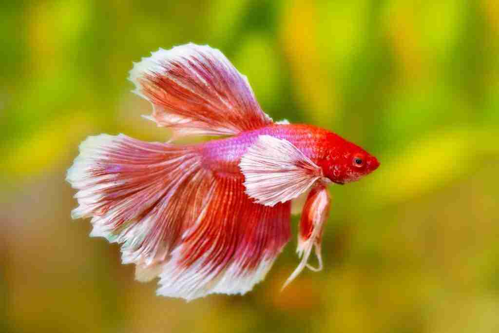 How to humanely euthanize betta 
