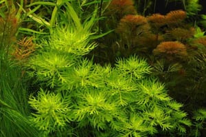 10 Best Live Plants For Guppies