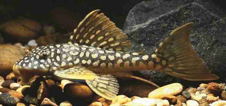 The Golden Plec: A Shiny Addition To Your Aquarium Pleco Species and Types