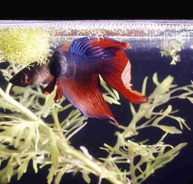 Betta Fish Eggs: Everything You Need to Know betta fish eggs