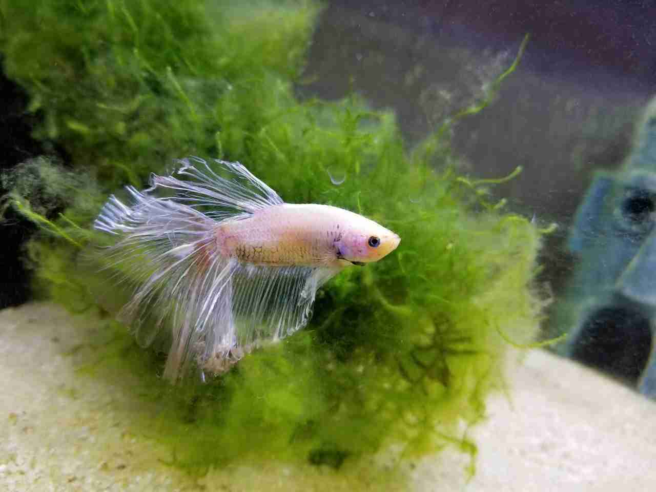 3 Kinds Of Betta Diseases You Must Know