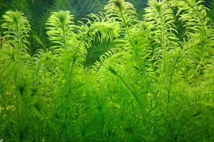 10 Best Live Plants For Guppies