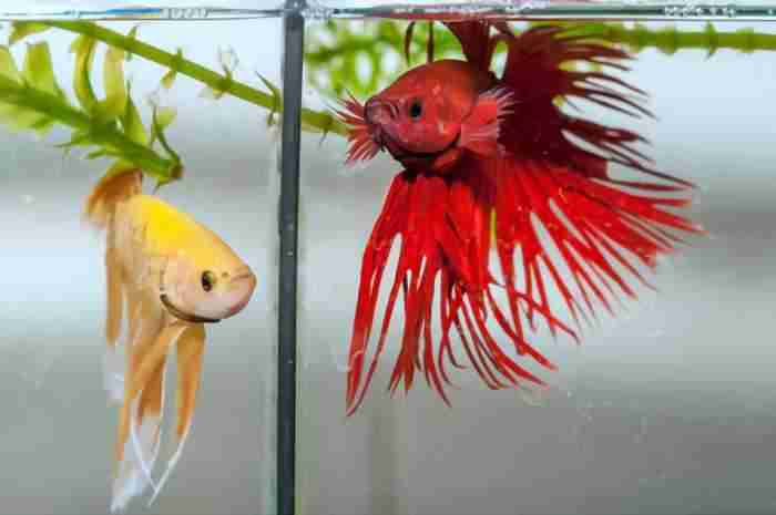 Betta Fish Eggs: Everything You Need to Know betta fish eggs