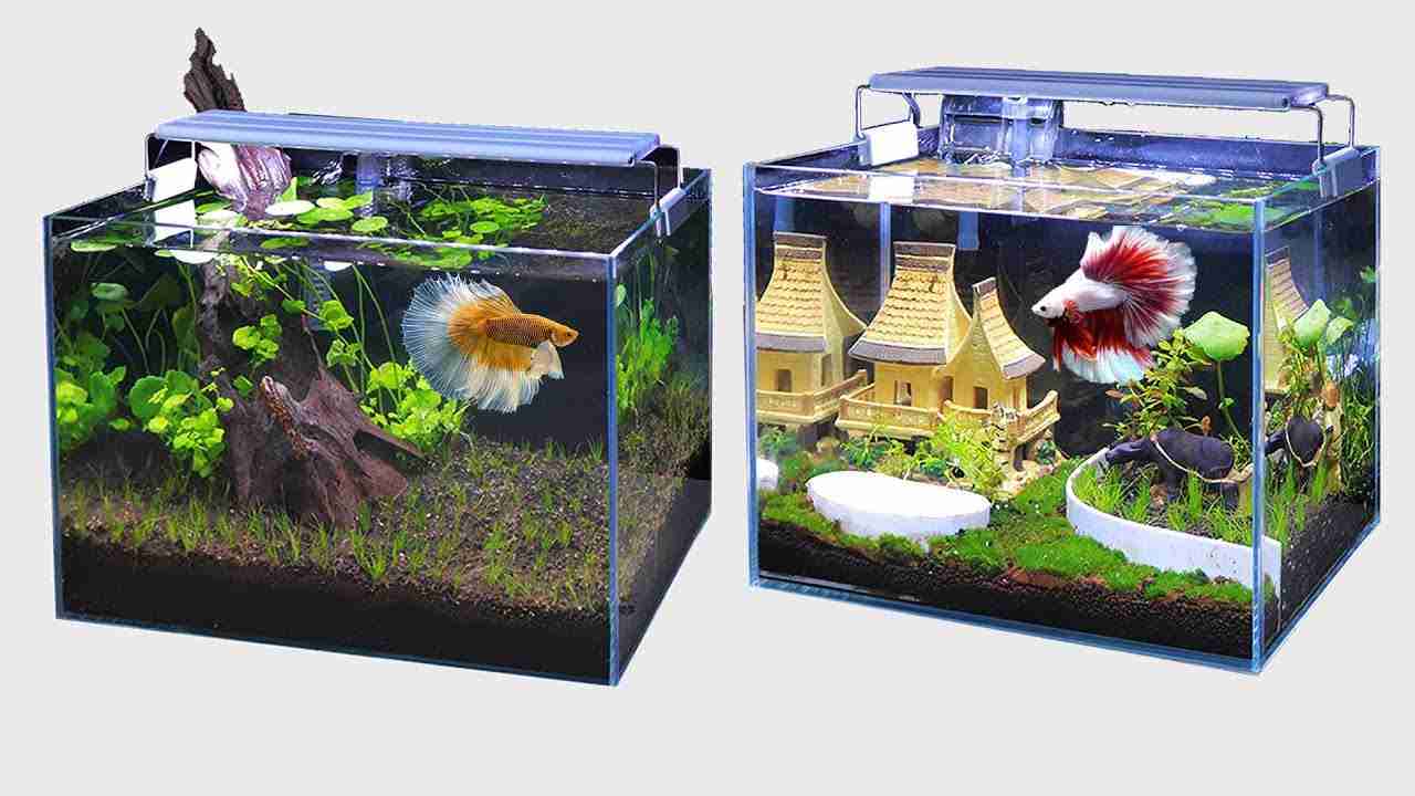 Frequently Asked Questions About Betta Fish