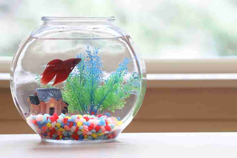 lily vase as betta-house