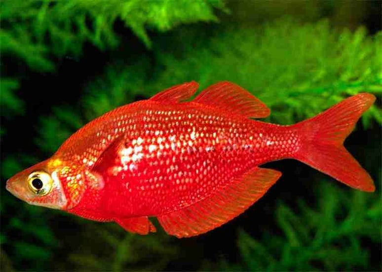 Red-Rainbow-Fish.