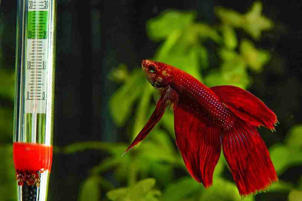 red_betta_fish_with_thermometer