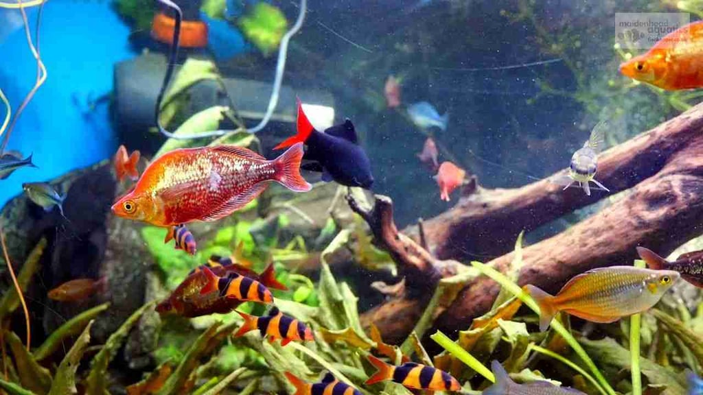  red-rainbow-fish-tan