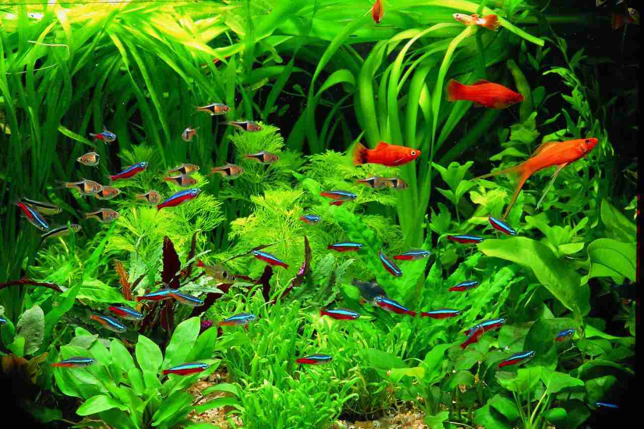 10 Best Fake Aquarium Plants: A Curated List In 2021