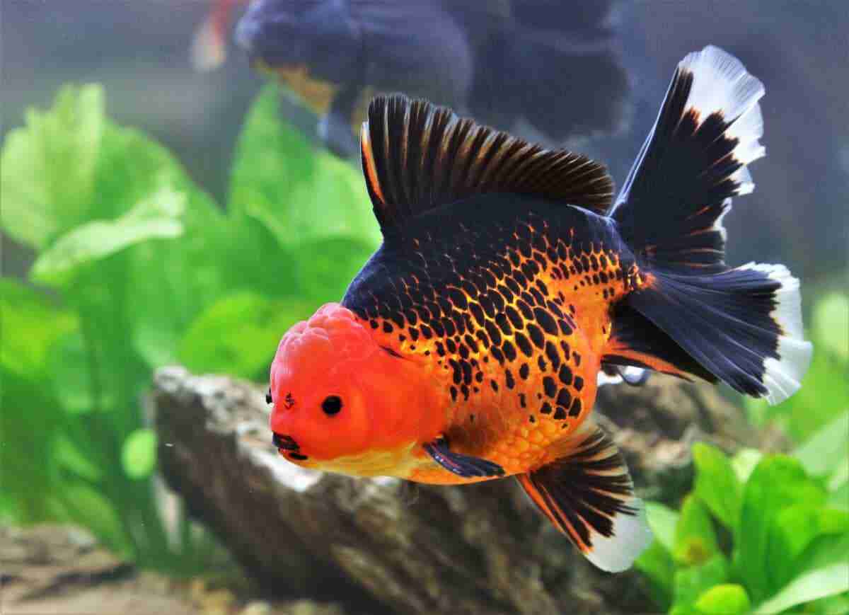 Why Do Goldfish Turn Black? The Ultimate Guide