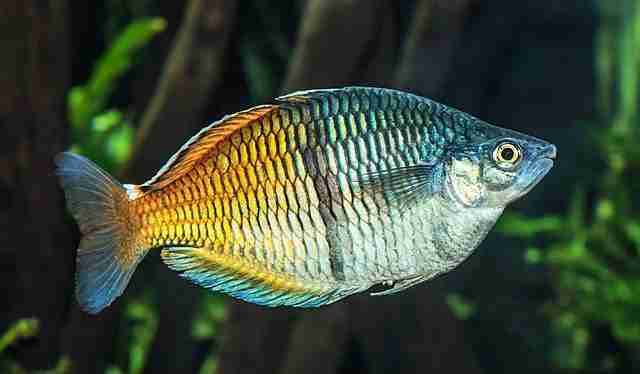 Boesemani Rainbowfish