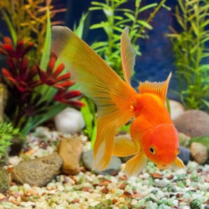 Do Goldfish Sleep? When, How Long & How to Know
