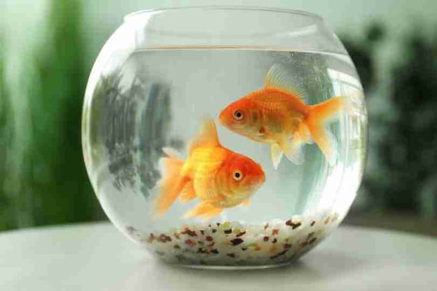 can goldfish live in a bowl?