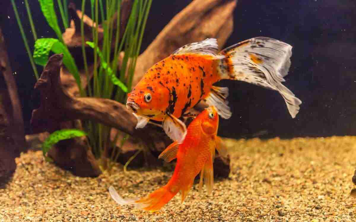 Do Goldfish Sleep? When, How Long & How to Know
