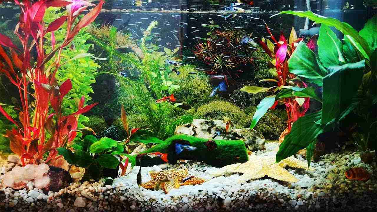 10 Best Live Plants For Guppies: A Curated List