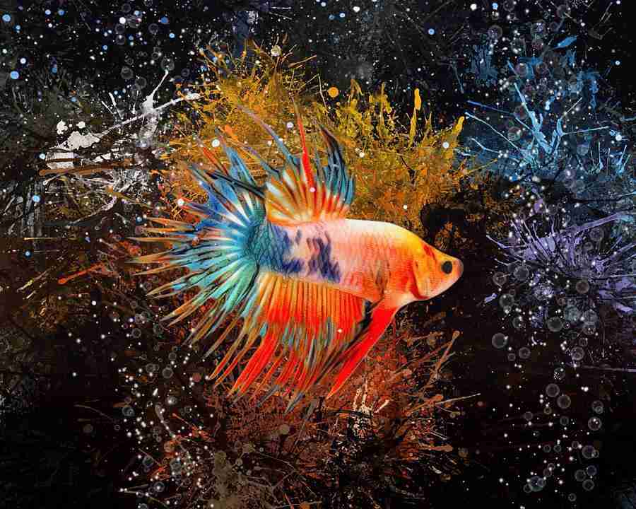 Types of Betta Fish - A Guide on Colors, Tails & More Betta fish,betta types,betta colors,betta tails