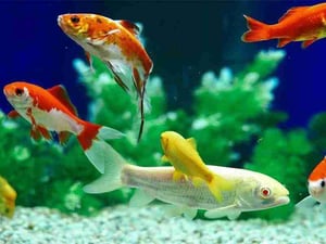 Do Goldfish Get Lonely Living Alone?