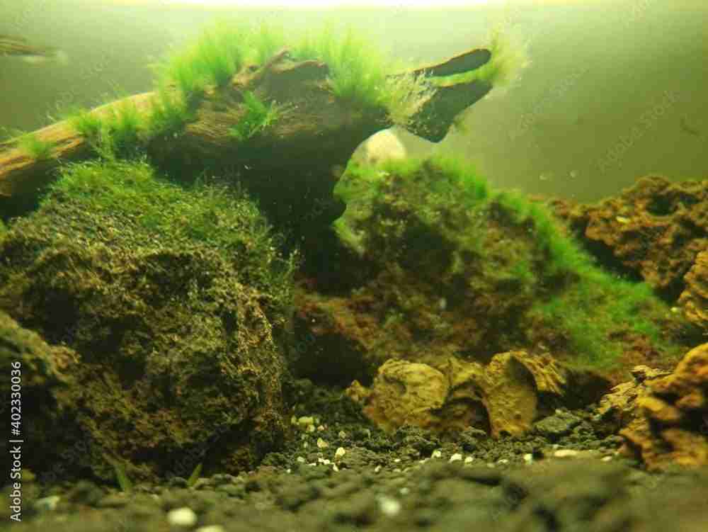 Fish Tank Algae Remover Fish Tank Algae Remover