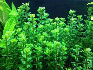 10 Best Live Plants For Guppies: A Curated List