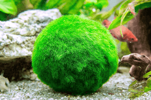 Marimo-Moss-Ball